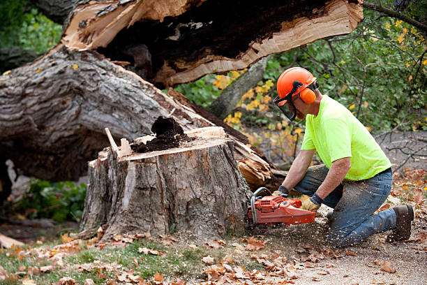 Trusted Bloomington, MN Tree Services Experts